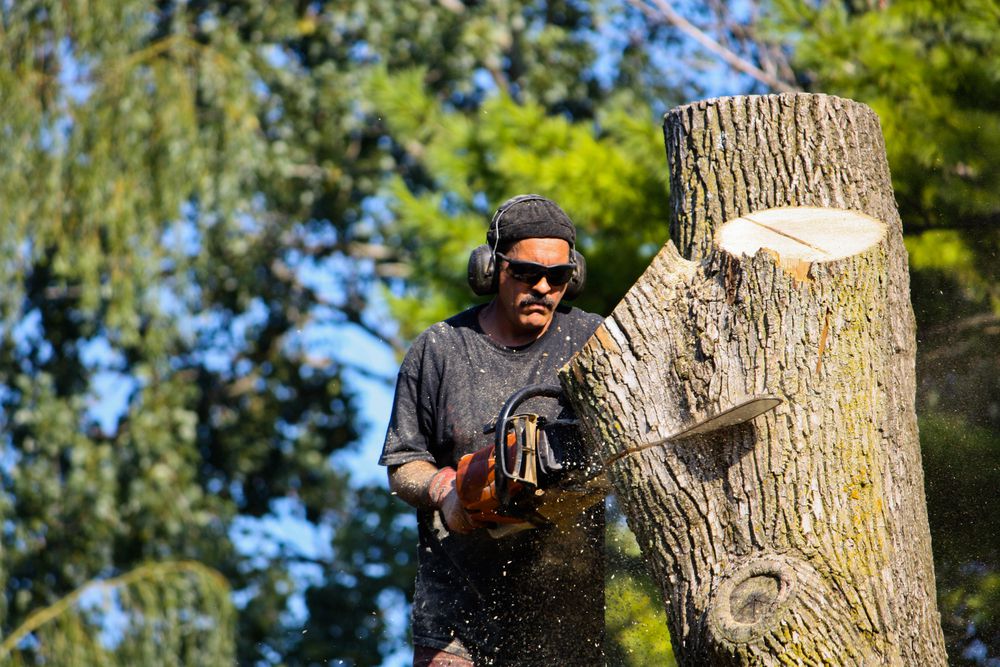 What Is a Tree Surgeon?