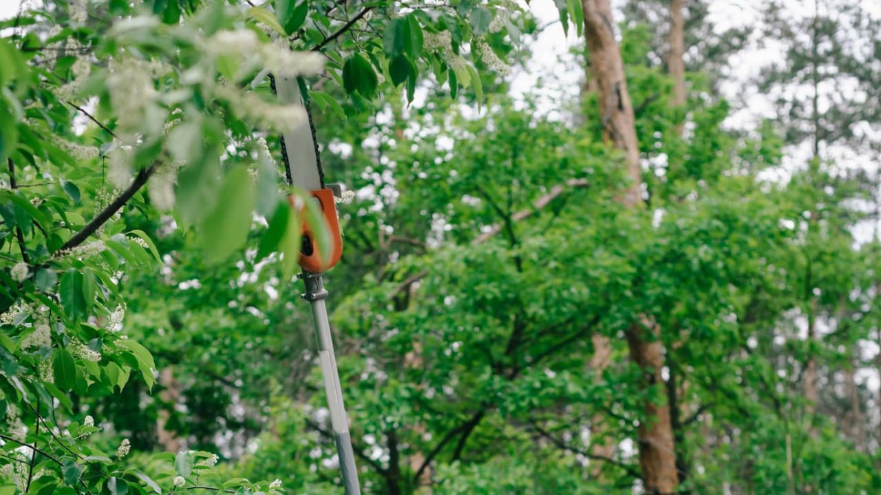 When is it Time to Call a Tree Surgeon?