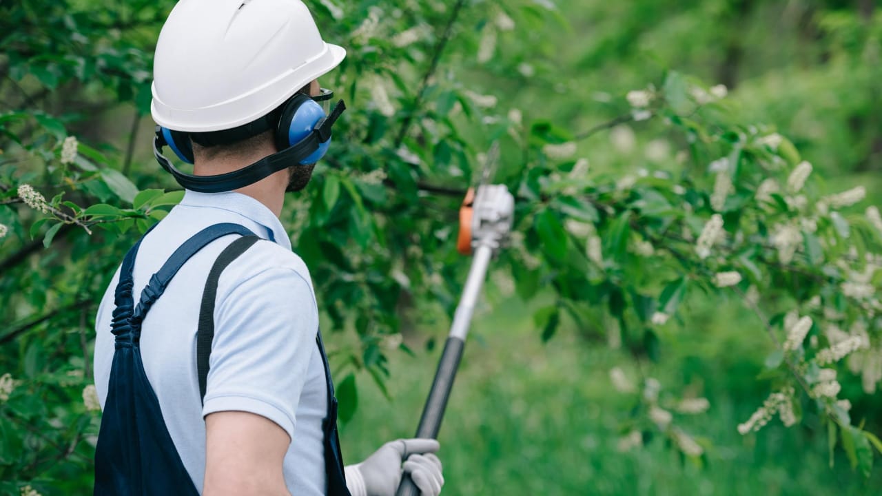 Choose the Best Tree Service Company